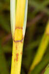 River bulrush